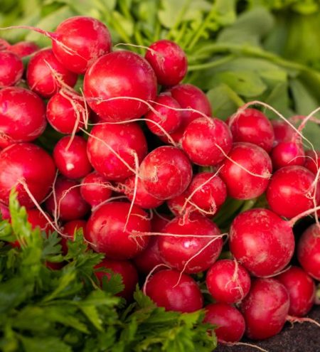 Concentrado de rábano